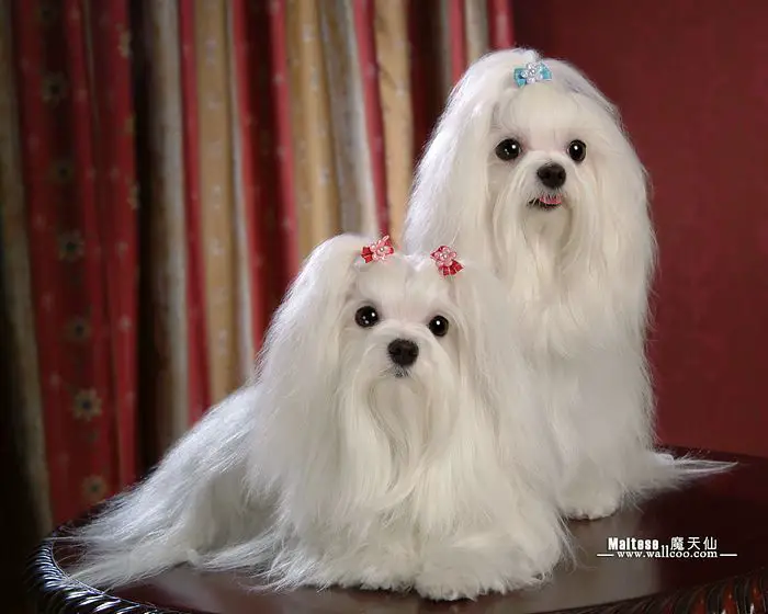 a small white maltese dog with long silky hair