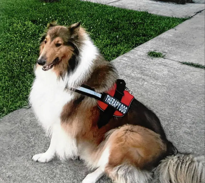 a smiling collie dog wears a vest that says 'therapy dog' and sits next to its owner, exemplifying its helpful and comforting nature.