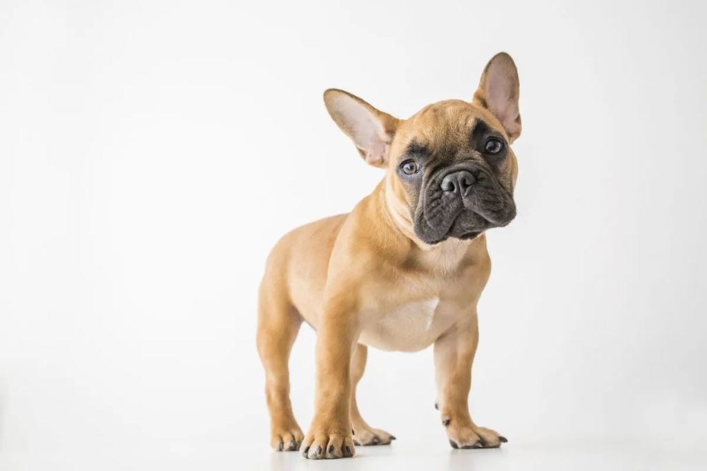 a smiling french bulldog puppy poses adorably, showing off its brindle and white coat and signature bat ears.