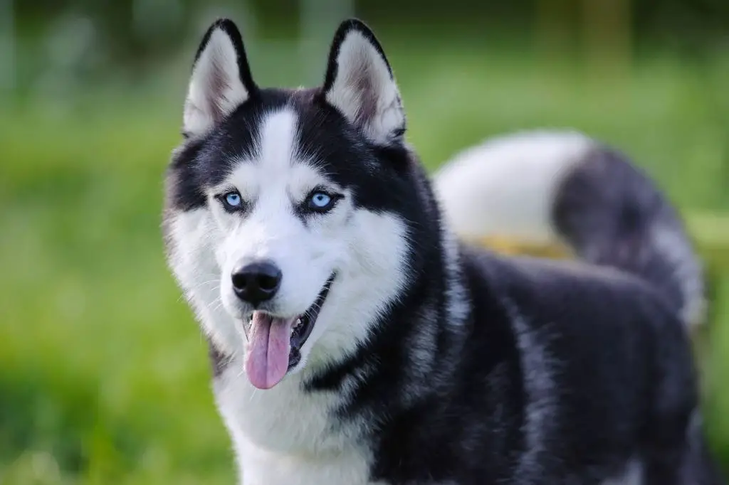 a smiling siberian husky puppy looks up adoringly at its owner, responding eagerly to a nickname being called affectionately.