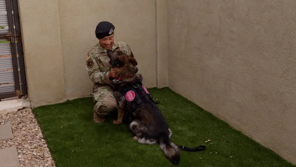 a soldier bonds with a military working dog after returning from deployment.