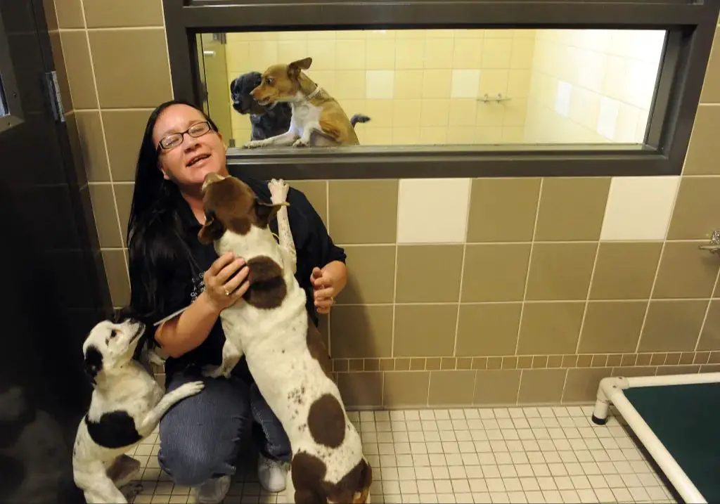 a staff member comfortingly petting dogs at a no-kill animal shelter