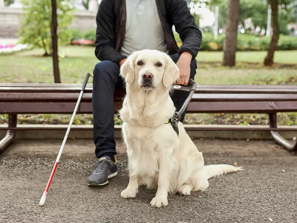 a staff member looking curious about a service dog