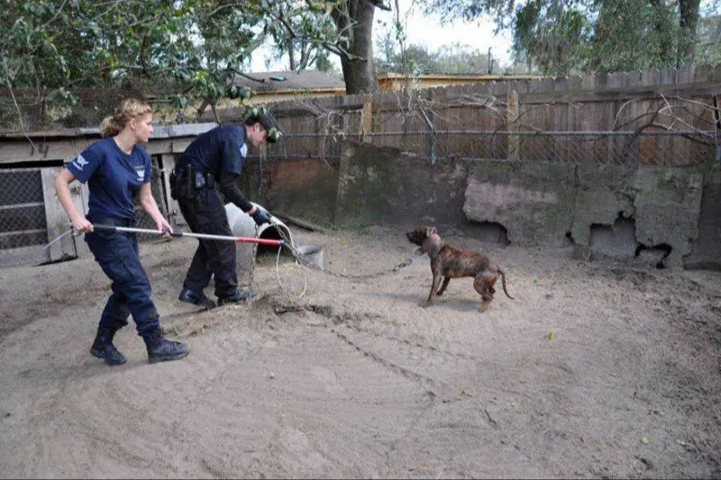 a staff member sadly carrying a dog at an animal shelter