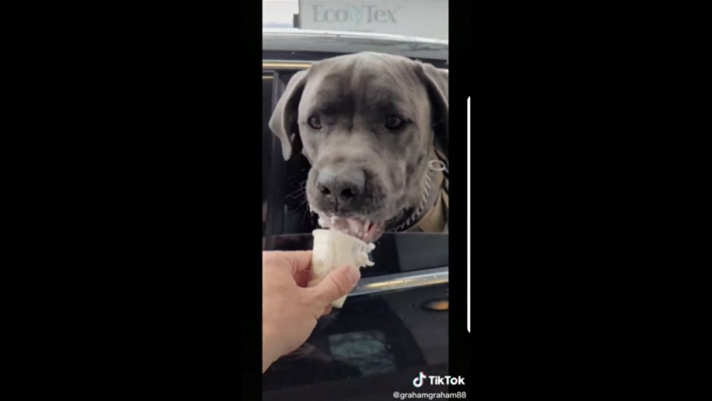 a starbucks barista handing a puppuccino to a dog