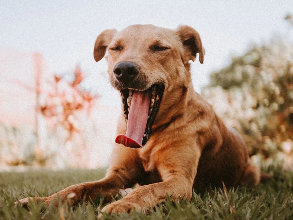 a stressed dog yawning frequently