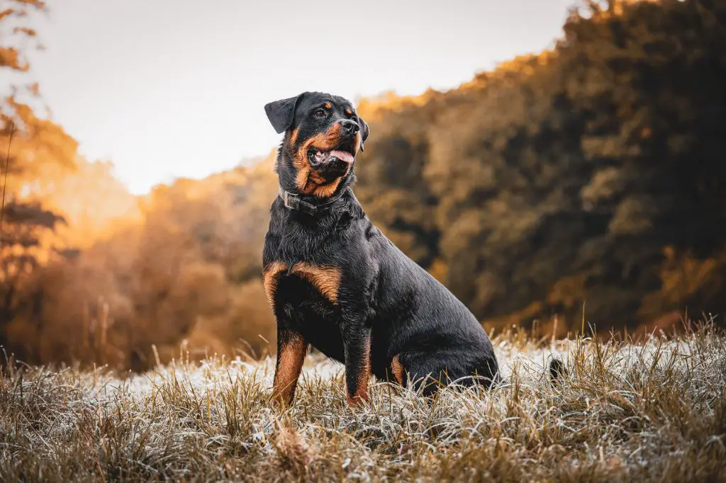 a strong rottweiler stands powerfully on a rocky cliff overlooking the ocean, complementing the rugged landscape.