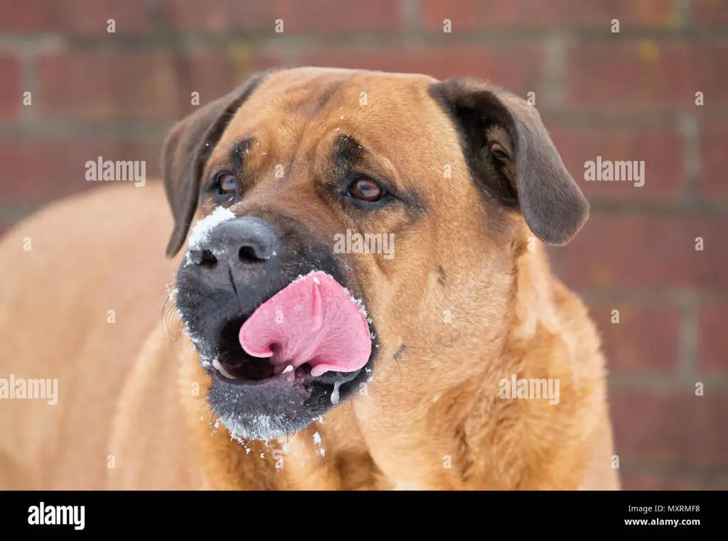 a tan mastiff mix puppy looks up with its tongue out.