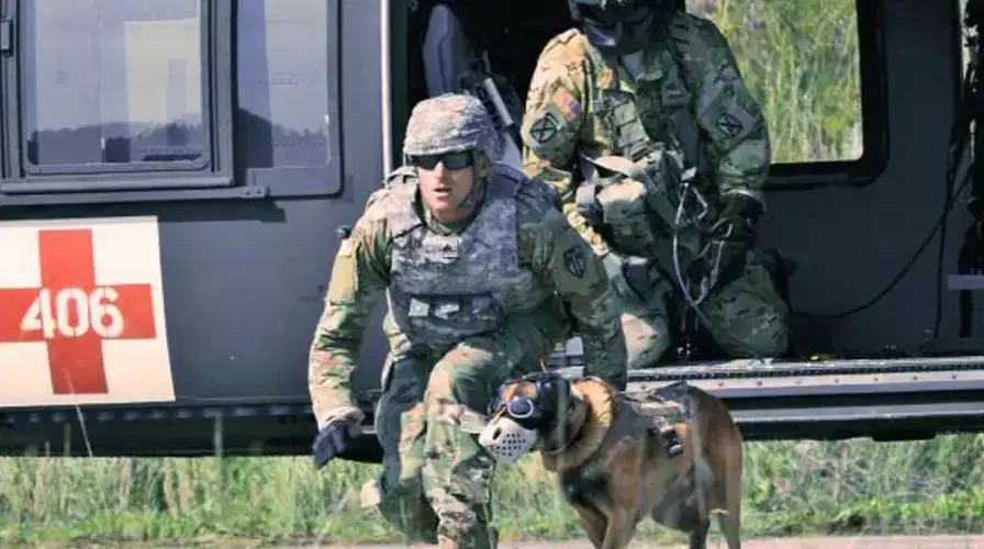 a technician outfits a military working dog with advanced sensor technology.