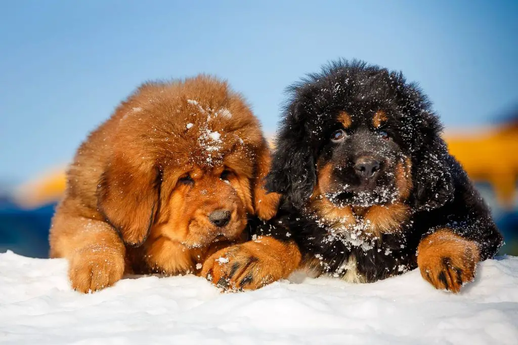 a tibetan mastiff puppy