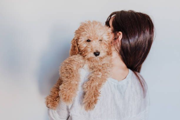 a toy poodle sitting in a woman's lap