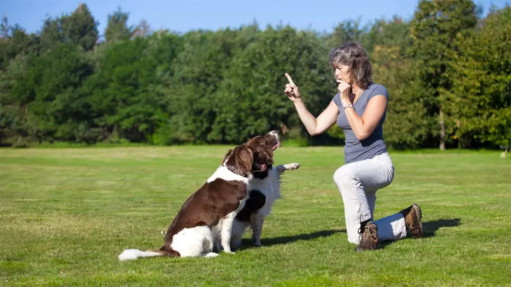 a trainer using a dog whistle during an obedience training session