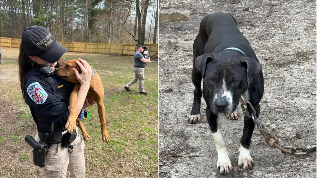 a uniformed police officer comforting two injured pitbulls rescued from an illegal dogfighting operation