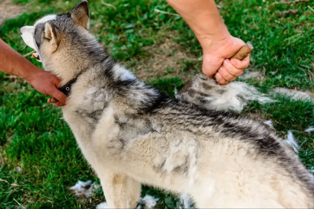 a variety of heavy shedding dog breeds