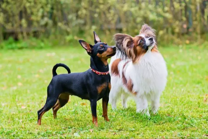 a variety of popular small dog breeds sitting together