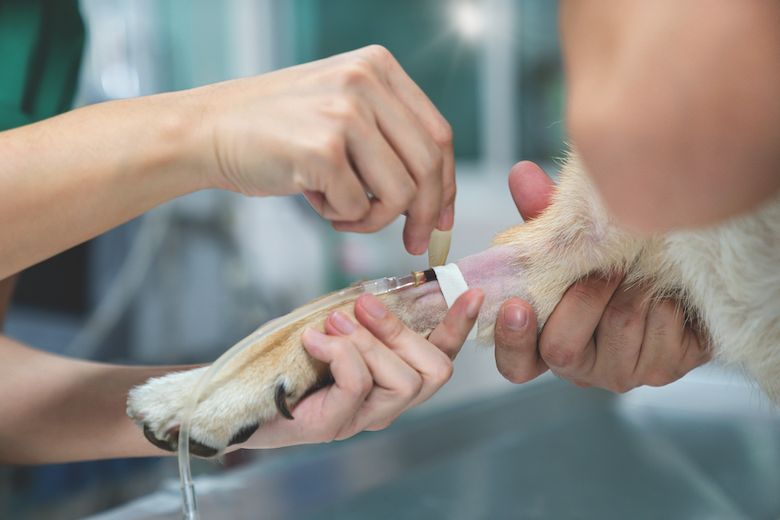 a vet administering an iv drip to a dog