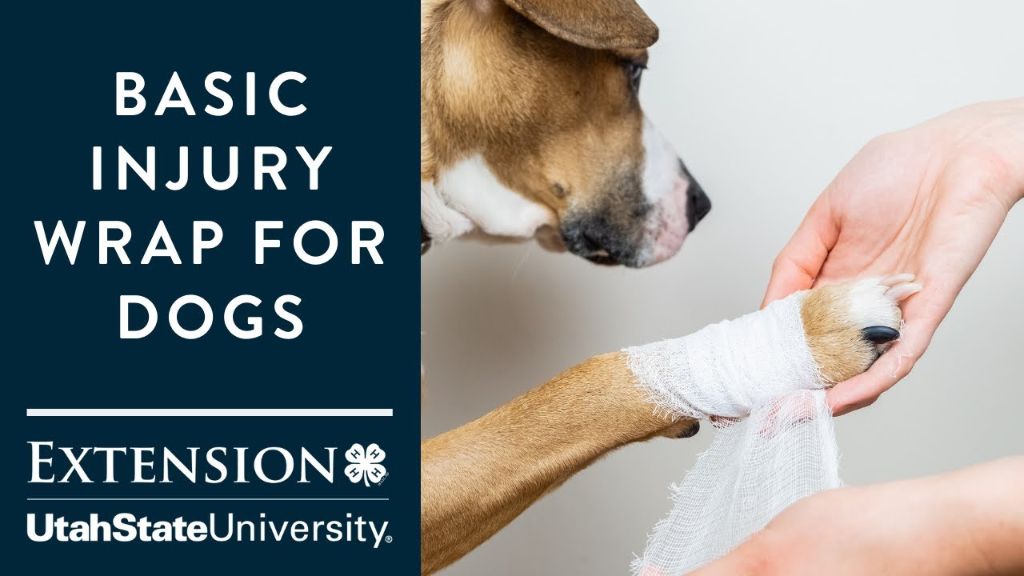 a vet bandaging a dog's paw after trimming its nails