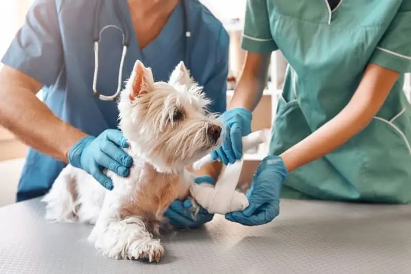 a vet caring for an infected dog in an animal hospital.