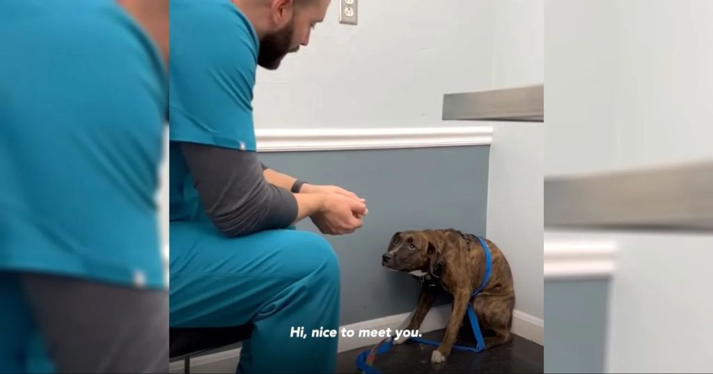 a vet comforting a fearful dog