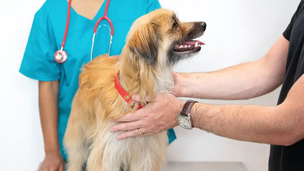 a vet doing a health check on a dog 