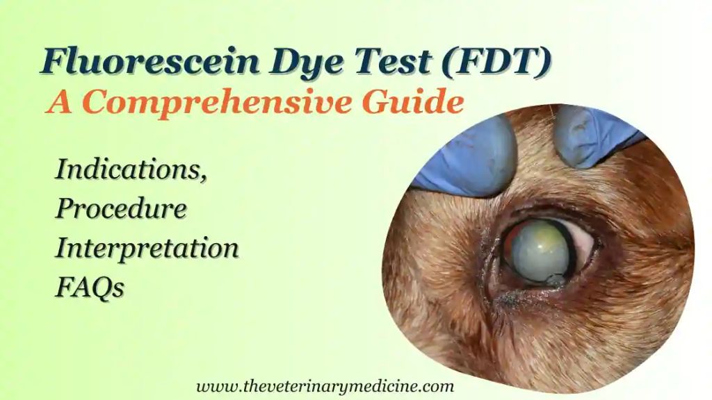 a vet examines a dog's eye with fluorescein stain