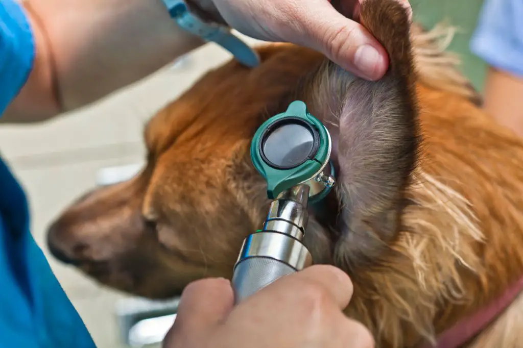 a vet examining a cat's ear with an otoscope.