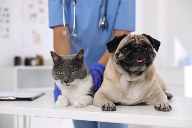 a vet examining a dog and cat