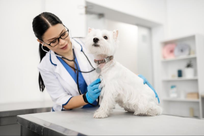 a vet examining a dog during an annual check-up appointment