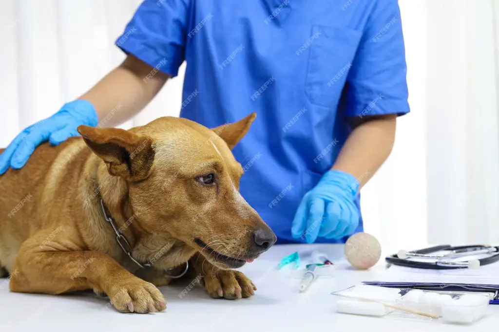 a vet examining a dog on an exam table