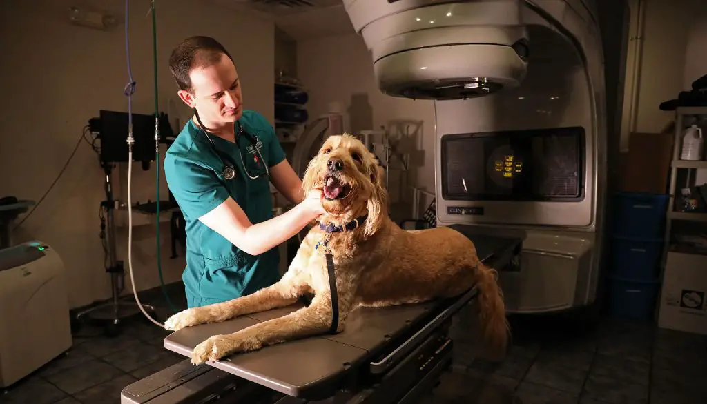 a vet examining a dog under anesthesia while receiving radiation therapy