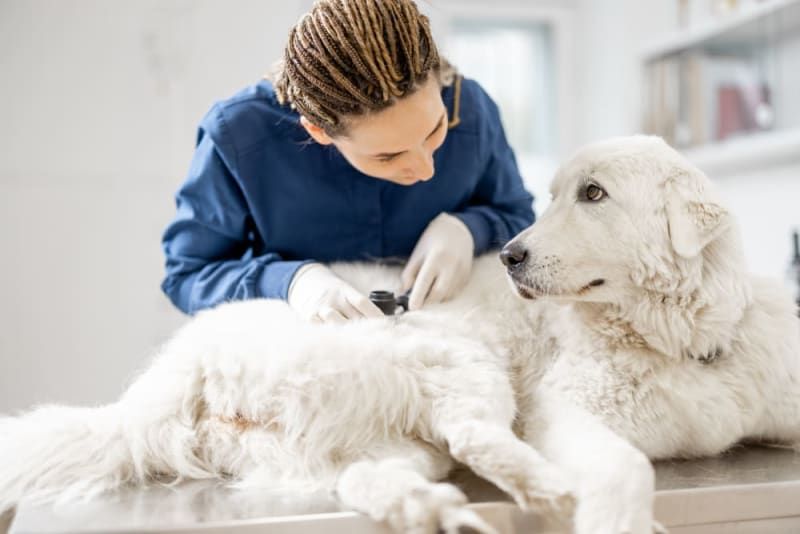 a vet examining a dog with allergies
