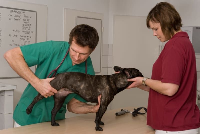 a vet examining a dog's hip joint