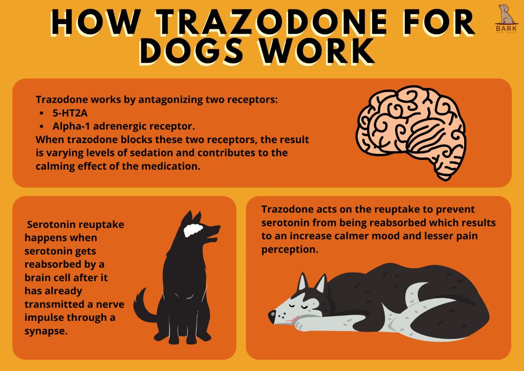 a vet explaining trazodone dosage guidelines