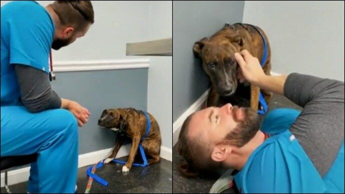 a vet gently handling a fearful dog 