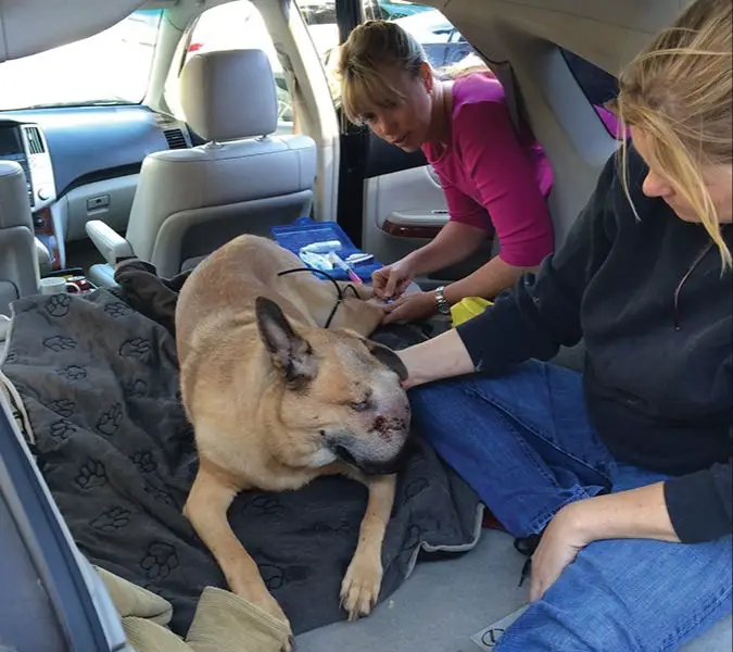 a vet gently holding a dog's paw during the euthanasia process.