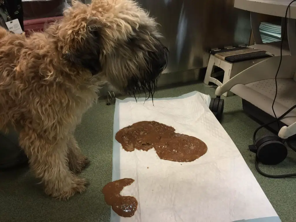 a vet giving a dog medication to induce vomiting