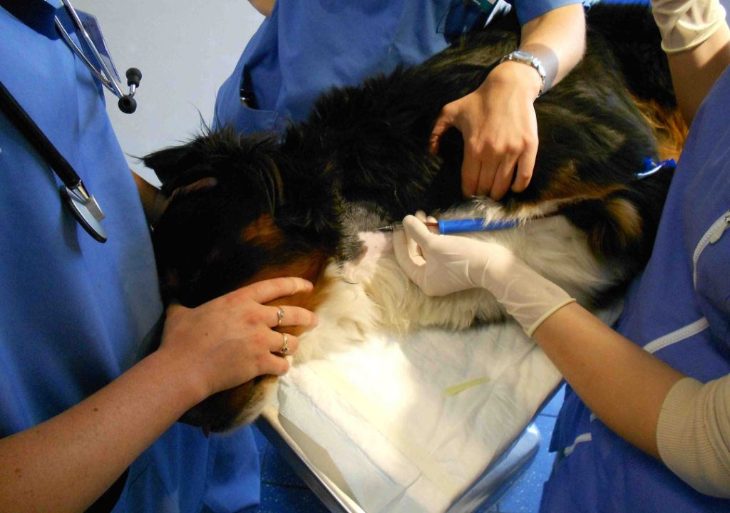 a vet giving a transfusion to a dog