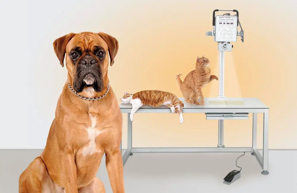 a vet holding up an x-ray while a dog stands on the table