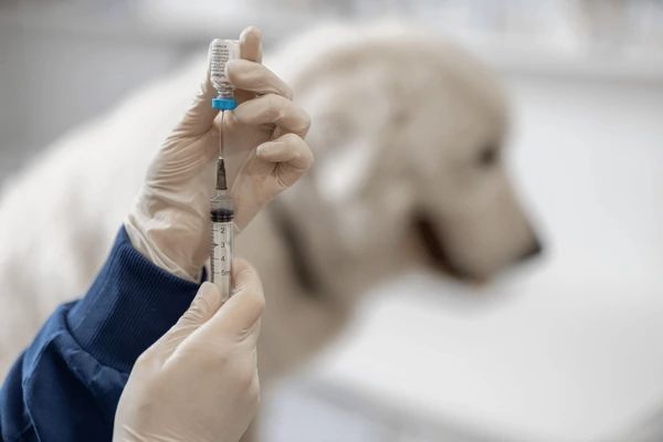 a vet holds up a vaccine vial and syringe.