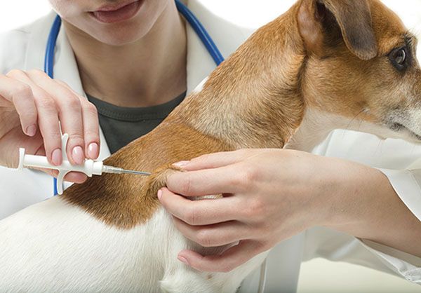 a vet implanting a microchip in a dog.