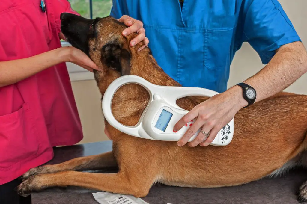 a vet injecting a microchip into a dog