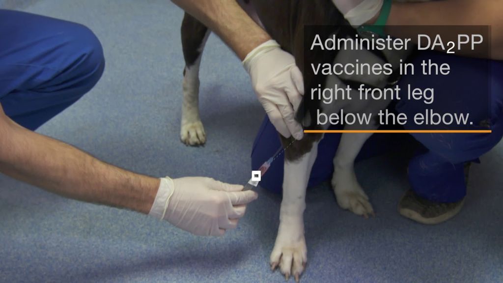 a vet injecting a vaccine into a dog's front leg