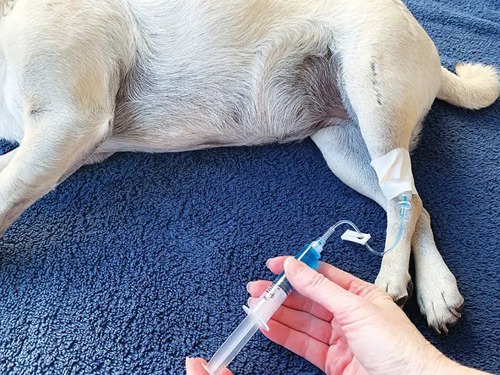 a vet injecting euthanasia medication