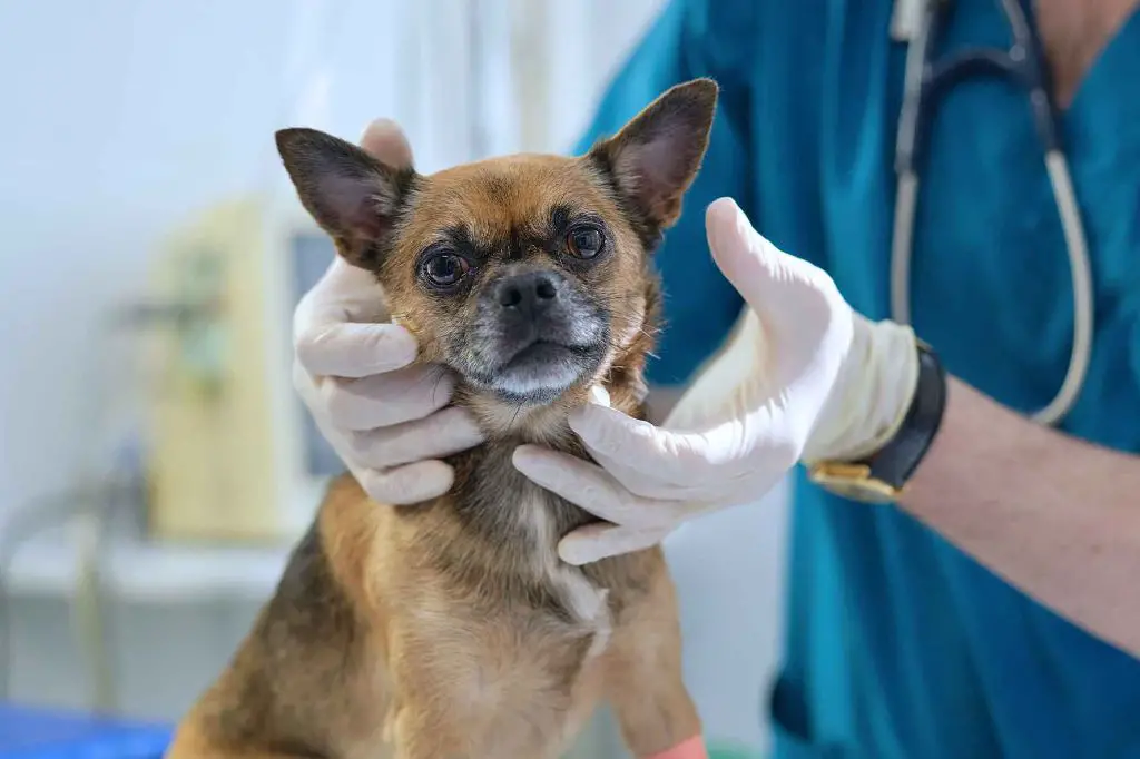 a vet measuring out antibiotics to treat a dog's swollen lymph nodes caused by infection.