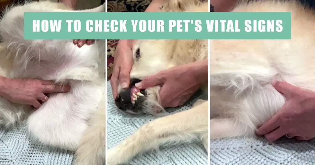 a vet monitoring a dog's vital signs and providing iv fluids