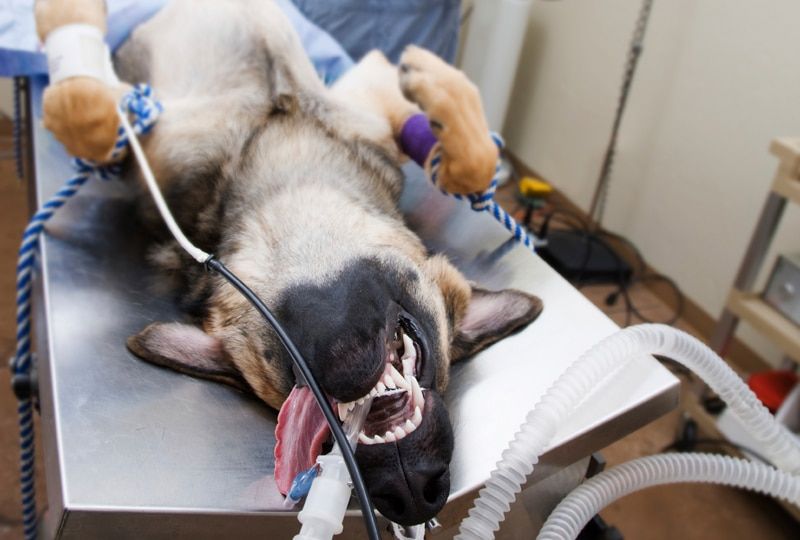 a vet monitoring a sedated dog