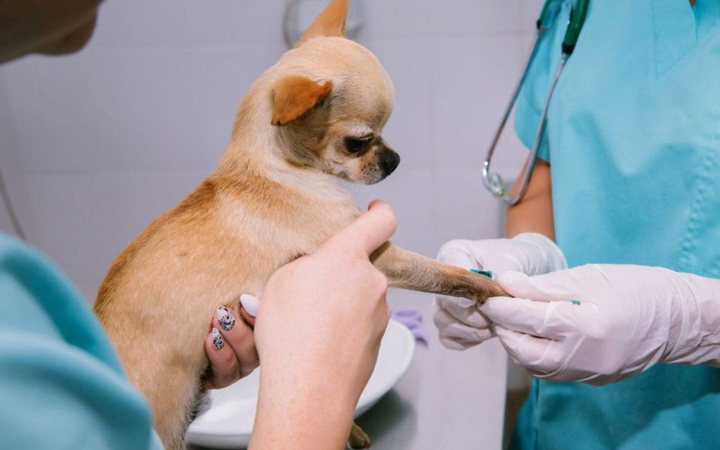 a vet performing a kidney function test on a dog