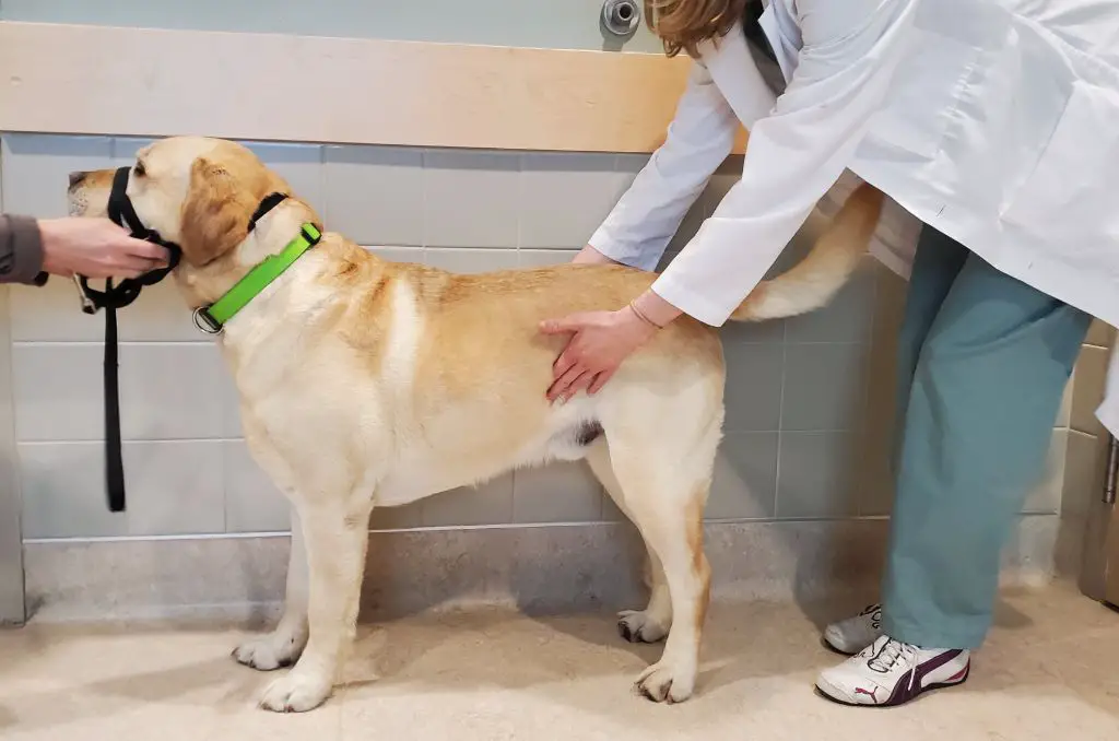 a vet performing abdominal palpation exam on a dog