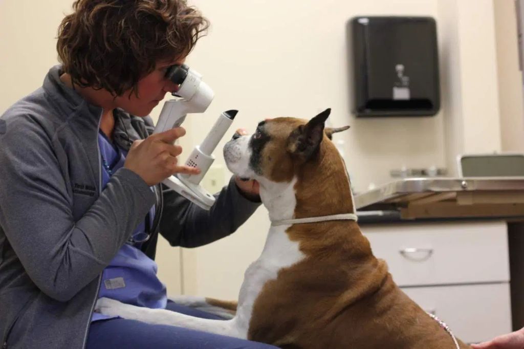 a vet performing an eye exam on a dog