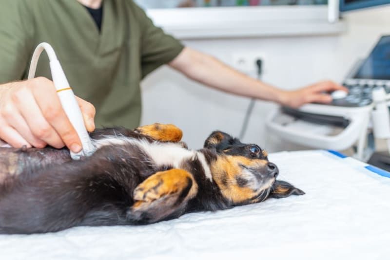 a vet performing diagnostic tests to check for intestinal blockage in a dog